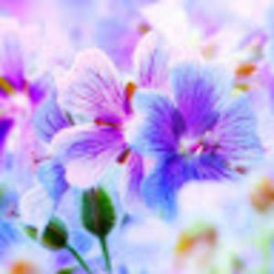 Meet your Posher, Kylie